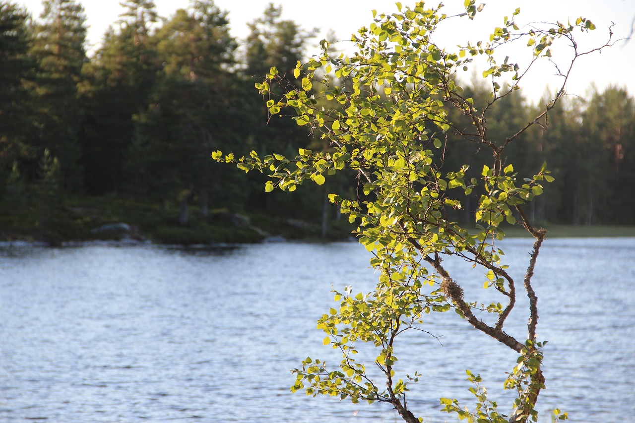 Betula Lenta: The Northern Tree Behind Sweet Birch Oil