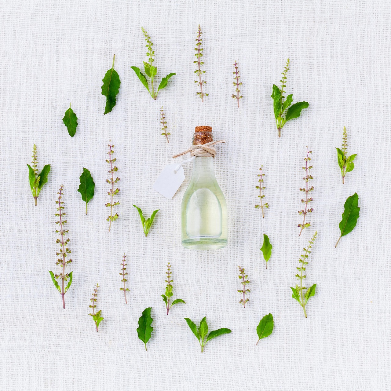 Birch Essential Oil and Dogs: What Pet Owners Should Know