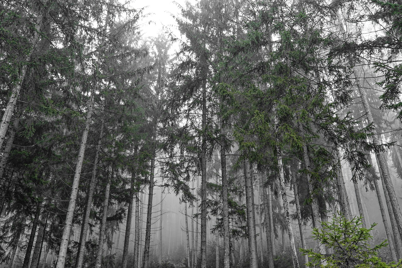 Birch in Perfumery: The Ultimate Guide to a Crisp Woodland Note