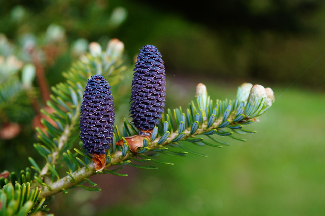 How to Blend Birch with Conifers, Citrus, and Mint