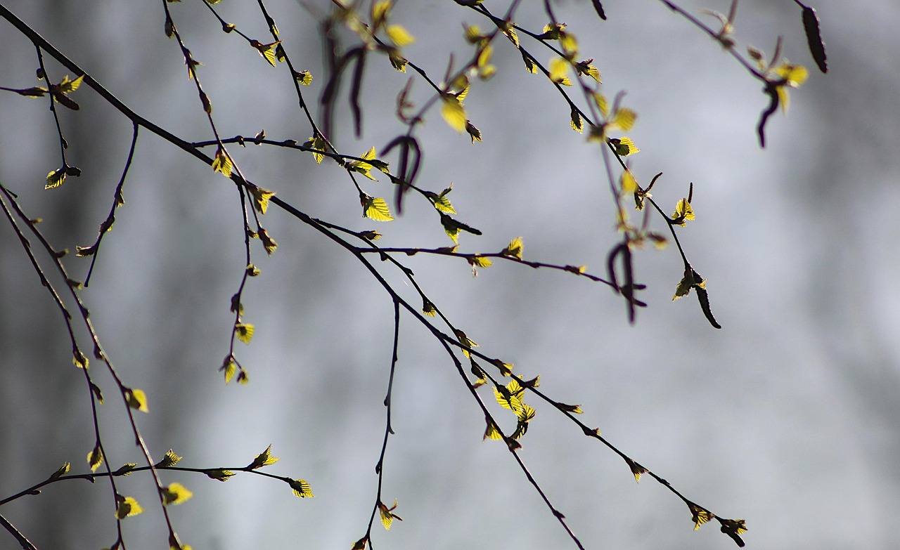 White Birch vs Sweet Birch Oil: Two Trees, Two Very Different Oils